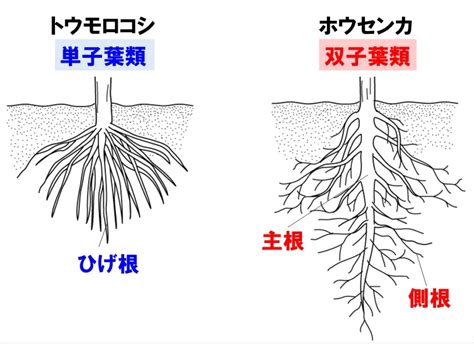 樹木 根|【根のつくりとはたらき】主根・側根・ひげ根・根毛。